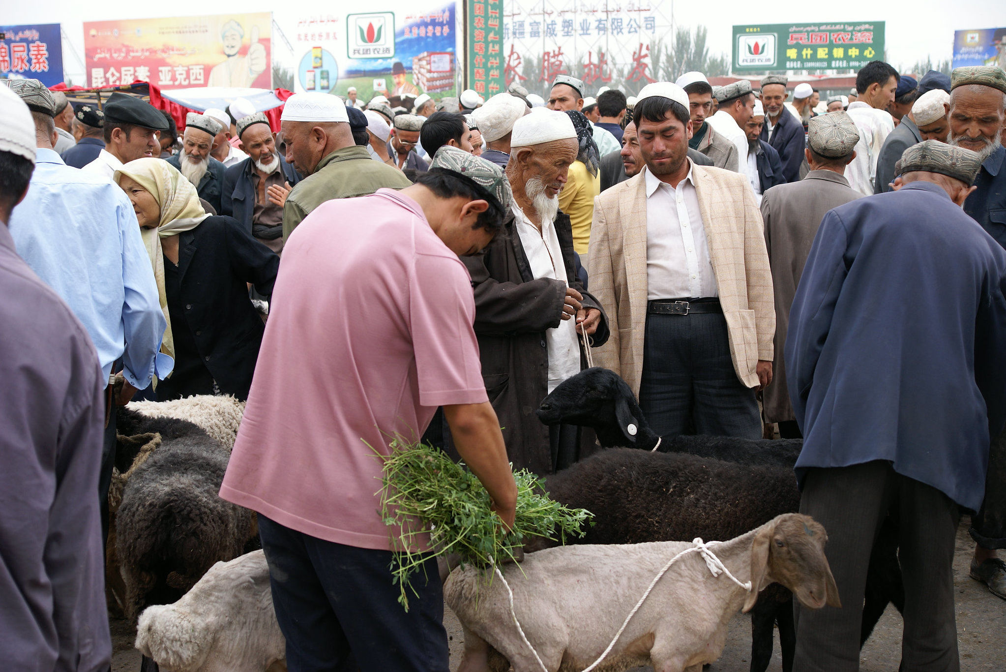 Уйгуры на животноводческом рынке, Кашгар, Китай