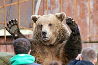 Бурый медведь в зоопарке города Калининграда