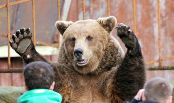 Бурый медведь в зоопарке города Калининграда