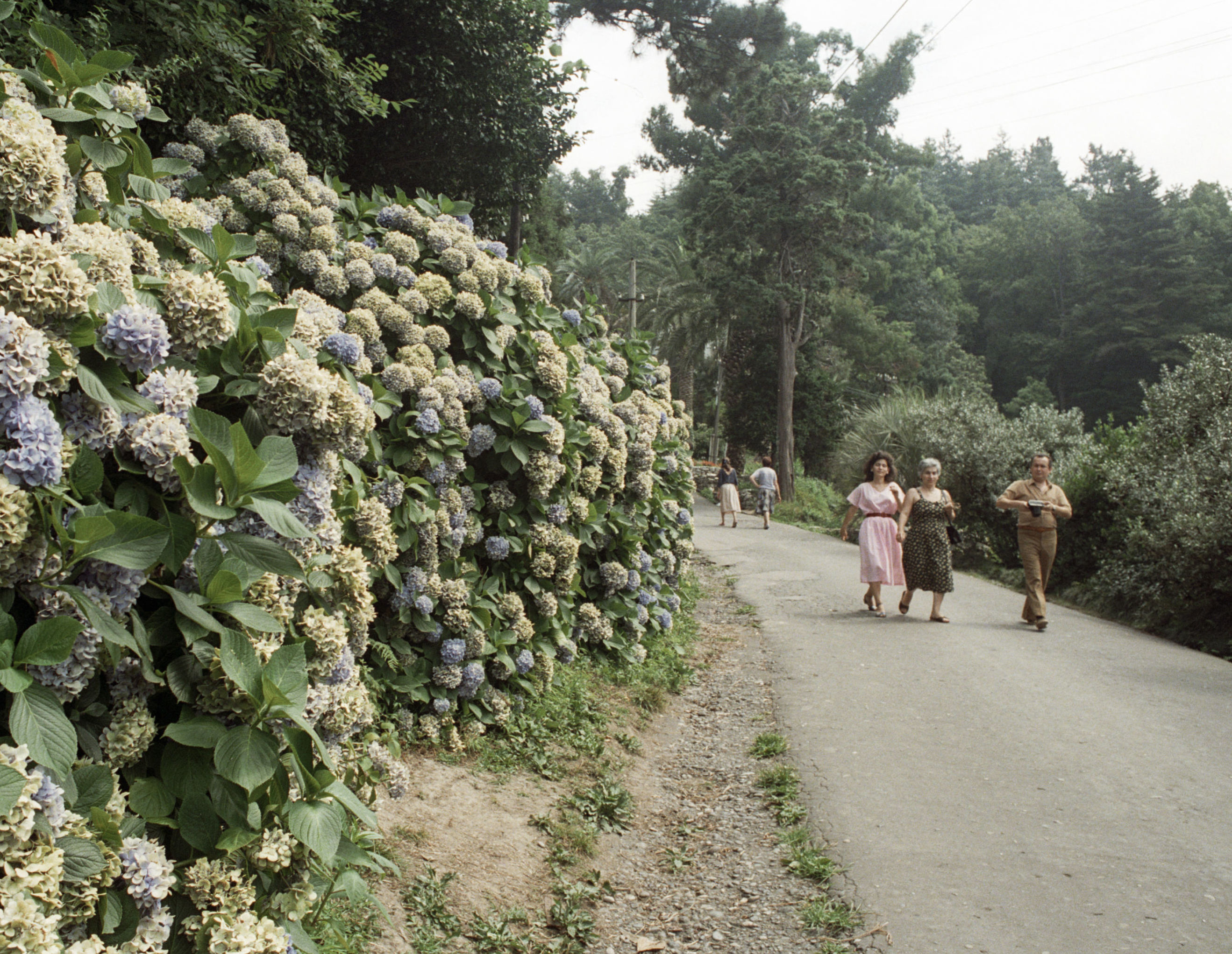 Жители Батуми гуляют по аллее Ботанического сада, 1987