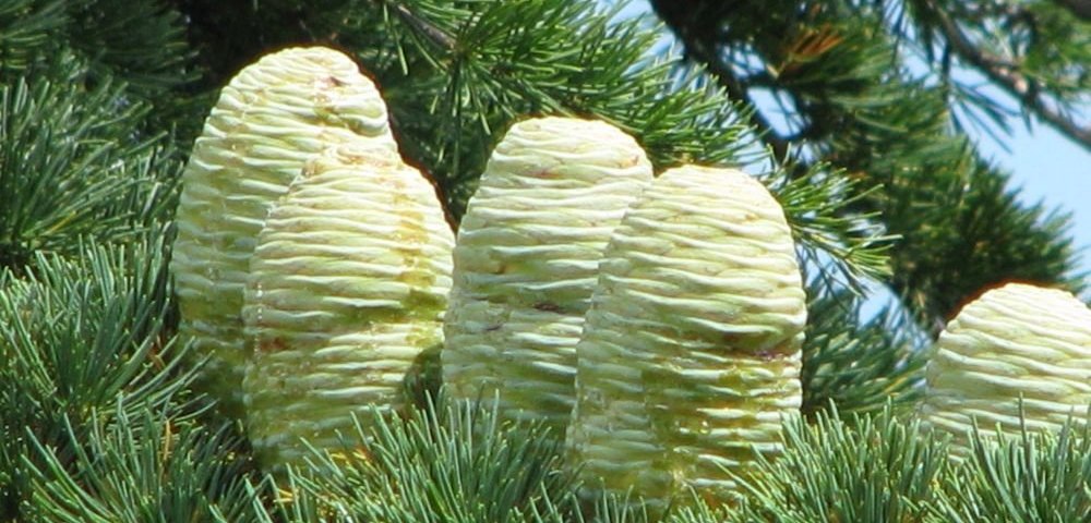 Шишки ливанского кедра.