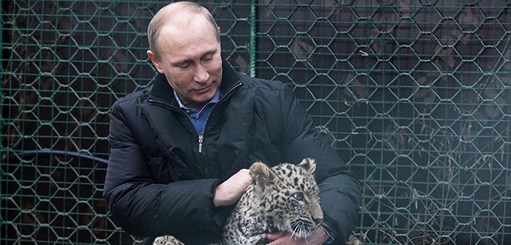 Владимир Путин с леопардом в Центре разведения и реабилитации леопарда в Сочи.