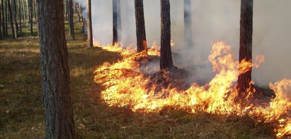Лесной пожар.