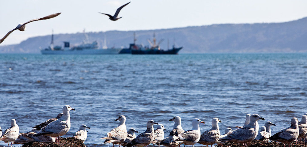 Чайки на берегу Южно-Курильского залива на острове Кунашир Курильской гряды.