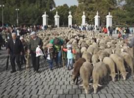 Тысячи овец прошли по центру Мадрида
