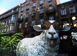 Овца в витрине магазина