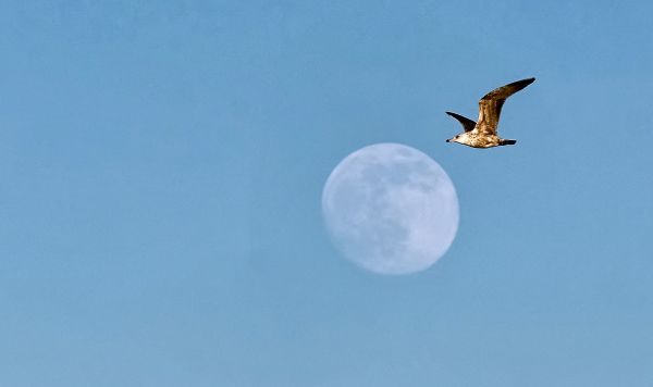 Чайка и луна